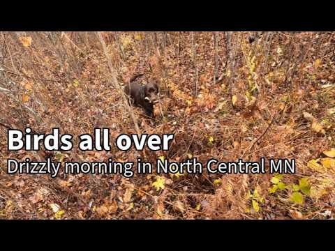 A Wet Day Chasing Ruffed Grouse and Woodcock