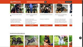Rottweiler Fiyat - Yavru, Satılık & Sahiplendirme İlanları | patibul.c