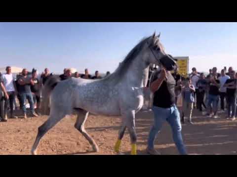 SUMMIT KA . QR MARC BY MARWAN AL SHAQAB & L SERENELLA BY TURKI AL RAYYAN