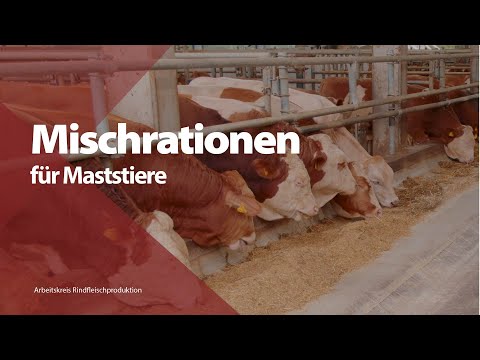 Mixed rations for fattening bulls