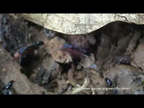 ハリアリの行進　ボルネオ