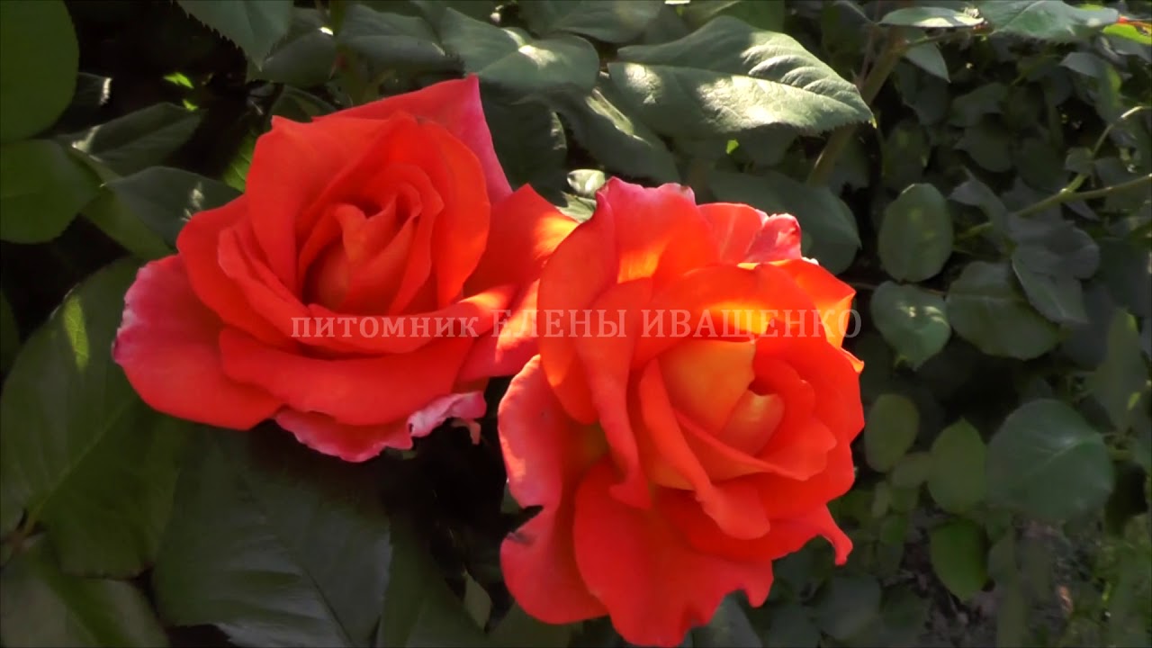 Питомник Иващенко Розы Каталог Купить