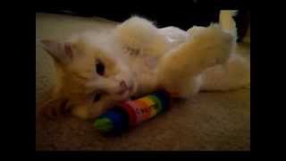 Chester Copperpot "The Beginning"