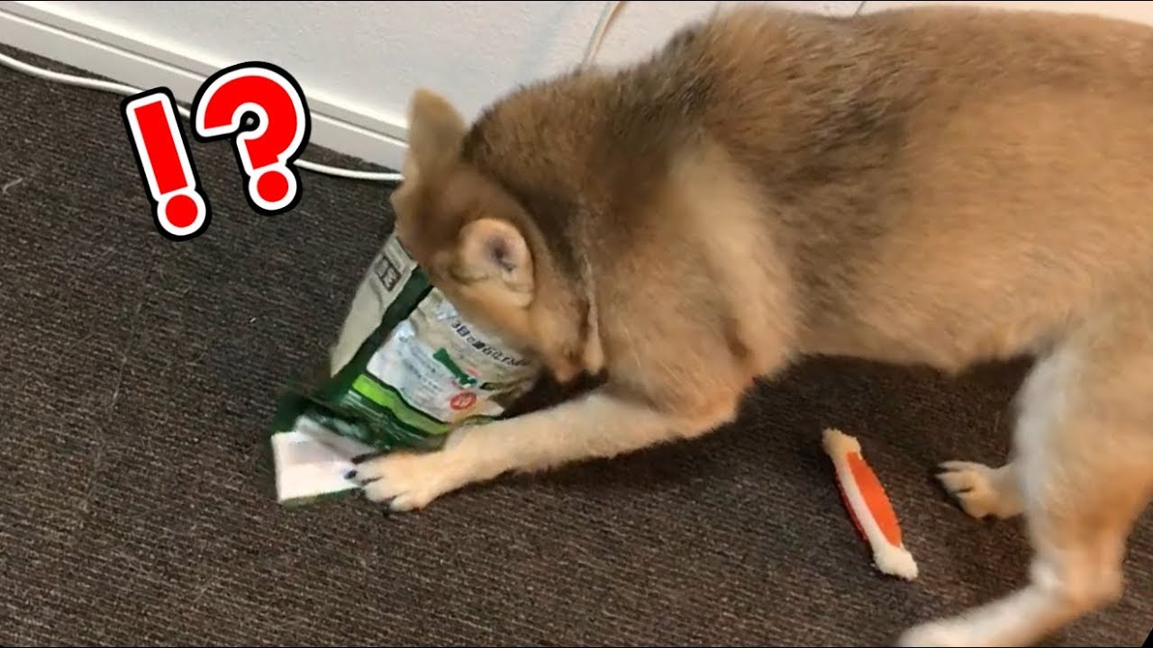 シバチャ「……ふごっ！？ふごごごっ！？！？！？！」