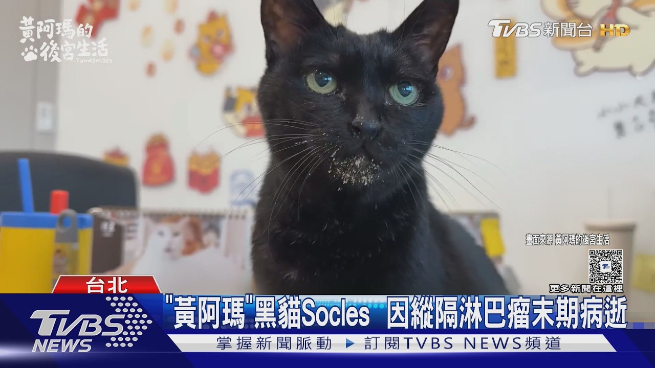 影音/「黃阿瑪的後宮生活」16歲黑貓Socles病逝! 頻道宣布停更
