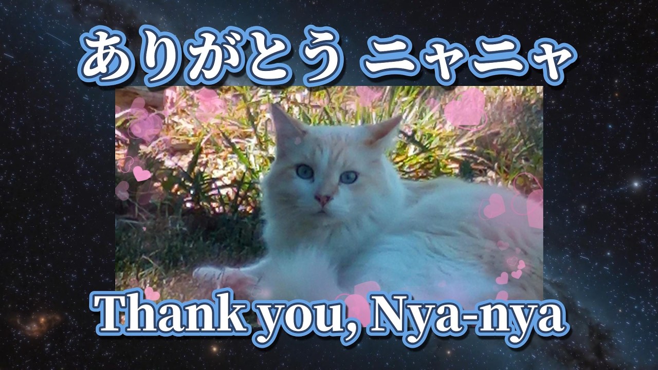 「愛猫 Nyanyaちゃんへの追悼」The Cat Who Guarded Our Home | Nyanya’s Story