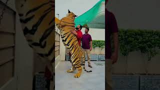 Download lagu No entry in 🦁 lion's cage.... ❌💯 #ytshorts #lion #tiger #viral #shorts #official #trending #reaction mp3