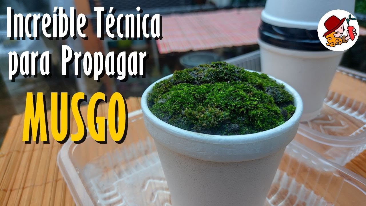 MUSGO: Increíble Técnica para propagarlo Rápido