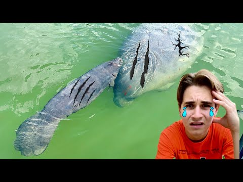 BABY MANATEE FOUND RAN OVER & INJURED BY BOAT !