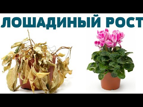 БЕСПЛАТНАЯ ПОДКОРМКА для БЕШЕНОГО РОСТА комнатных растений