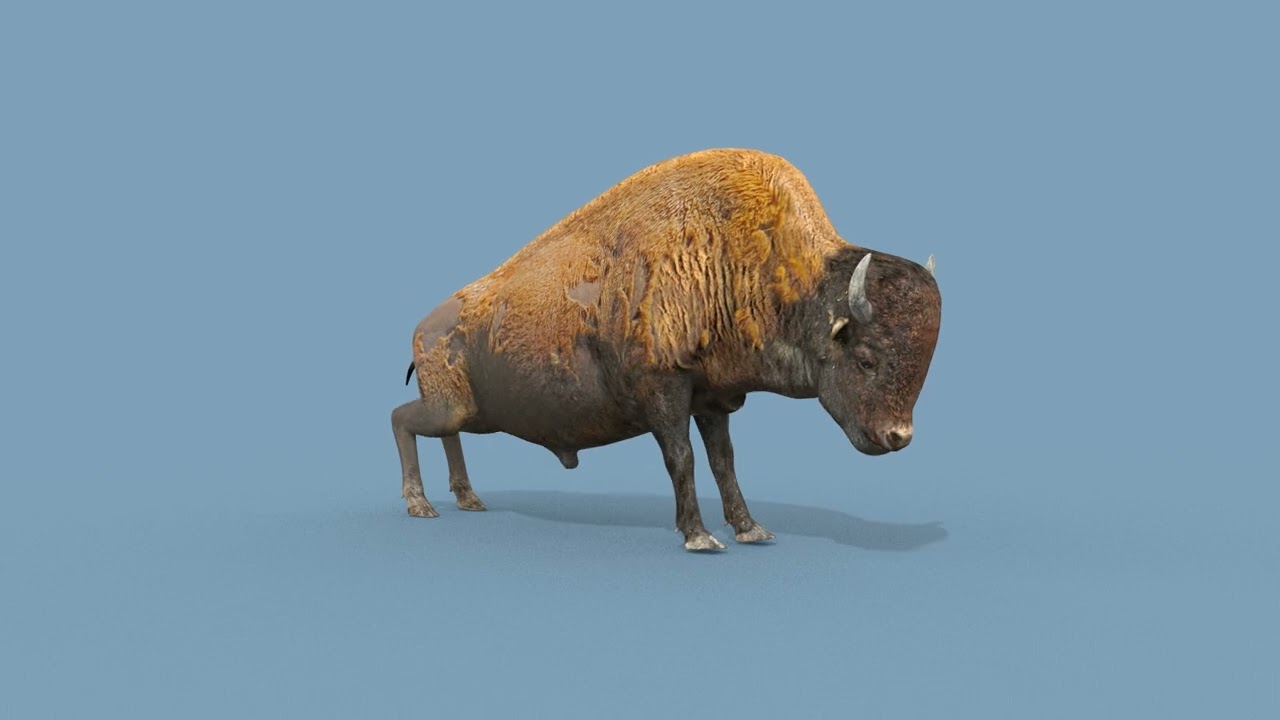 Pro Bison 8K - 3d animated 3D Model