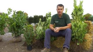 Laurel Hedging Plants - Hopes Grove Nurseries