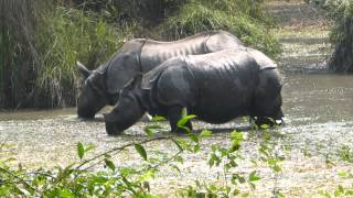 preview picture of video 'Tiger Kingdom Present Bardiya National Park film'