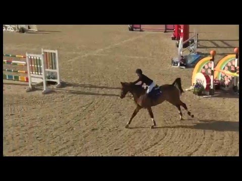 Chepstow CSI** 2016 - CSI2* Big Tour 1.40m