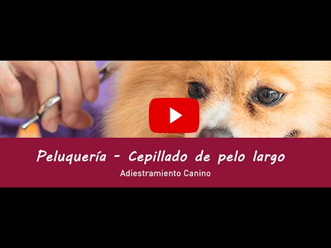 Consejos de higiene básica en perros: el cepillado de pelo largo