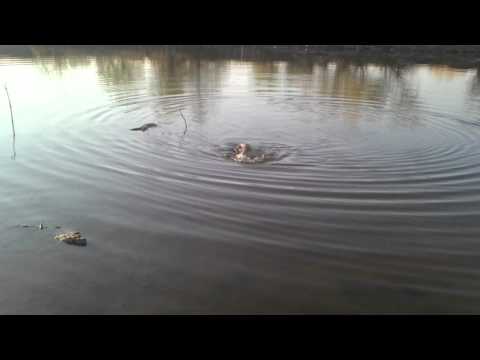 Robi trage somn la Santioana