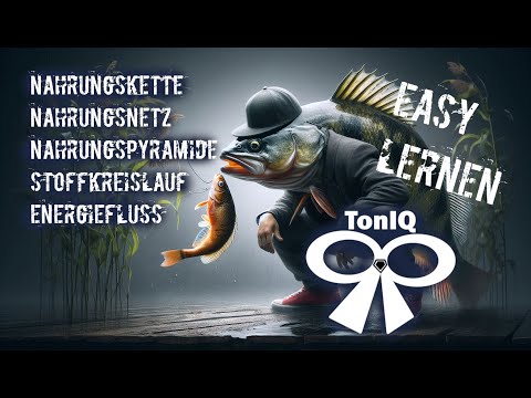 Biologie: Nahrungsbeziehungen [Nahrungskette & Netz, Nahrungspyramide, Stoffkreislauf, Energiefluss]