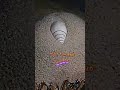 Https M Youtube Com Hashtag Shorts Shorts