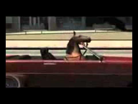 Horse Taking it to The Limit