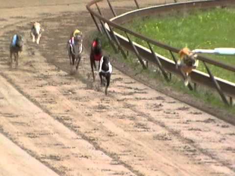 Tampere 11.9.2011 whippetit 280m lähtö 5