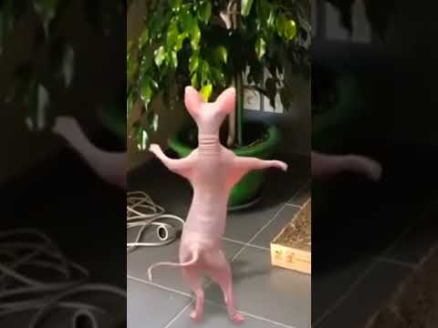 Con mèo nhảy #shorts