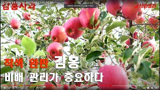 [사과재배] 착색 완판/ 비배관리가 중요하다