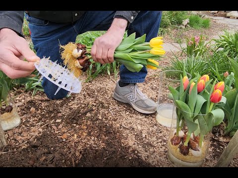 , title : 'HYDROPONIC tulip bulbs, how to keep alive after bloom, aftercare. (Tulips/Daffodils grown in water)'