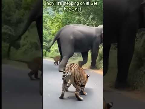 Tiger Jump Over the Elephant #shorts #viral #dogstudiolab #dogaistudio