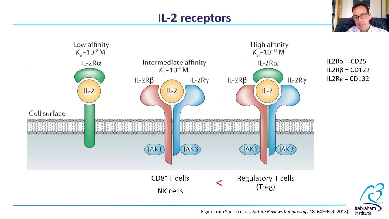 The curious case of IL-2