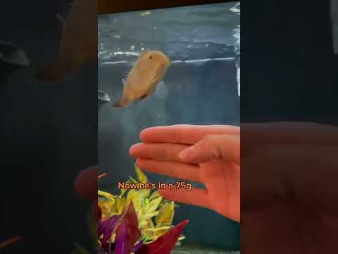 oscar fish growth