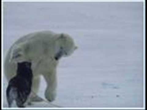 Stahlhammer - Eisbär