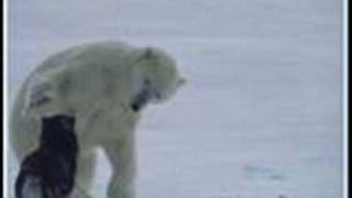 Stahlhammer - Eisbär