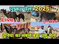Pushkar Mela 2025 Pushkar Mela 2025 Live Pushkar Horse Mela 2025 Live पुष्कर मेल�