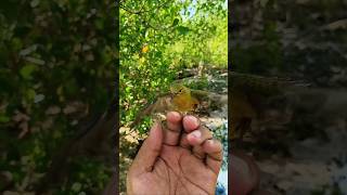 Download lagu Who wants to buy bird's eye glutinous rice? mp3