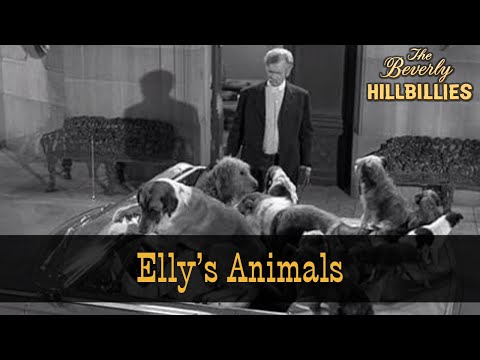 The Beverly Hillbillies | Season 1 Episode 19 |  Elly's Animals