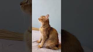 Download lagu Camilla complains to Mama that Kaka is naughty, Mama #cutecat #funnyanimal mp3