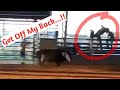 Funny Bull Riding Fails Wrecks Compilation