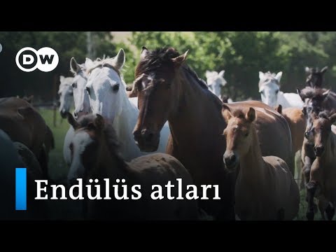, title : 'Avrupa'nın en zeki at ırkı: Endülüs atları - DW Türkçe'