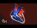 How A Normal Heart Pumps Blood The Children S Hospital Of Philadelphia