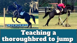 Teaching a thoroughbred to jump