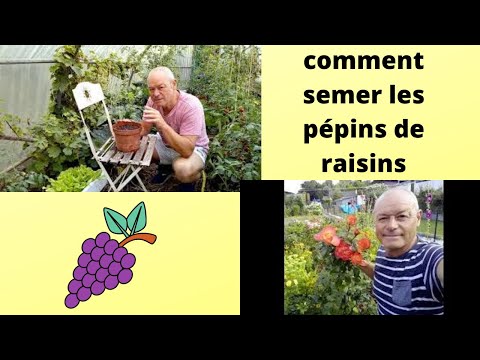 , title : 'SEMER des pépins de raisins ; prunes ;  noyer;  pommier'