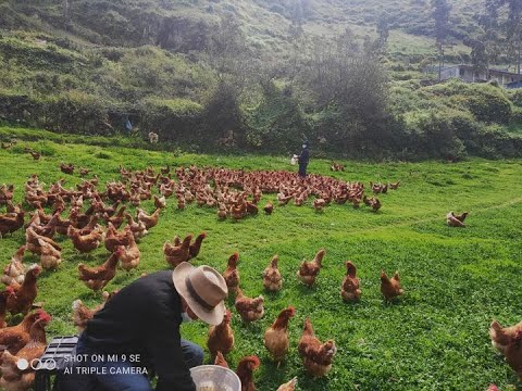 Gallinas criadas a 3 mil metros de altura en Lima dan los huevos mas sanos