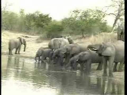 Breeding Herd of Elephants PM 08May08