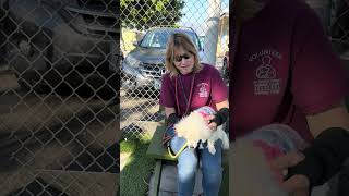 Video preview image #1 Maltese Puppy For Sale in Pasadena, CA, USA