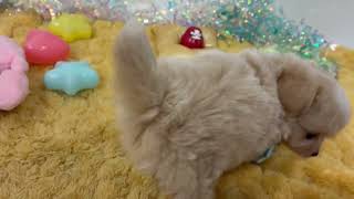 ハーフ犬の動画01