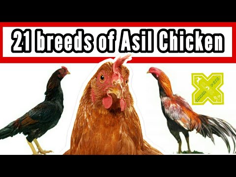 Asil Chicken 21 Breeds & Types in World