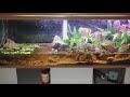 Baby Nile Monitor Swimming