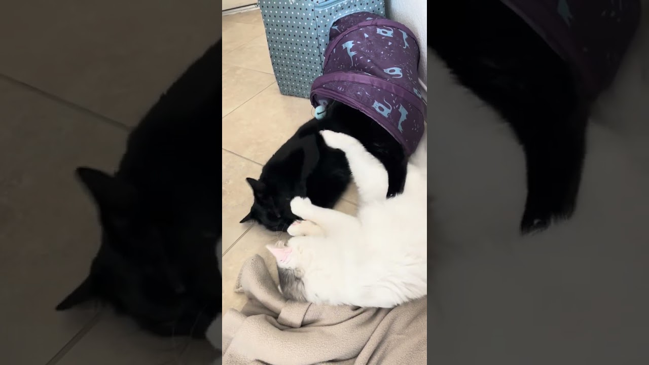 Enlarge Floyd , a ADOPTABLE mixed breed in Woodinville, WA video 2/3