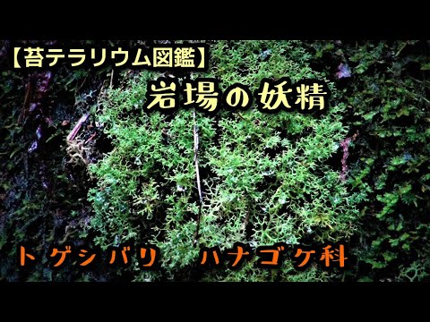 果樹のコケと地衣類：除去する必要がありますか?彼らの目標は何でしょうか？  庭園