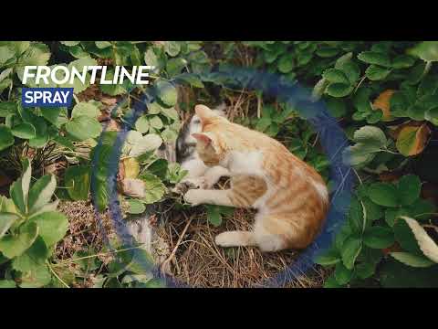 Produktvideo